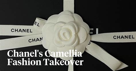 white camellia chanel|Chanel camellia wallpaper.